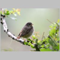 2013 1st Steve Cload- redstart